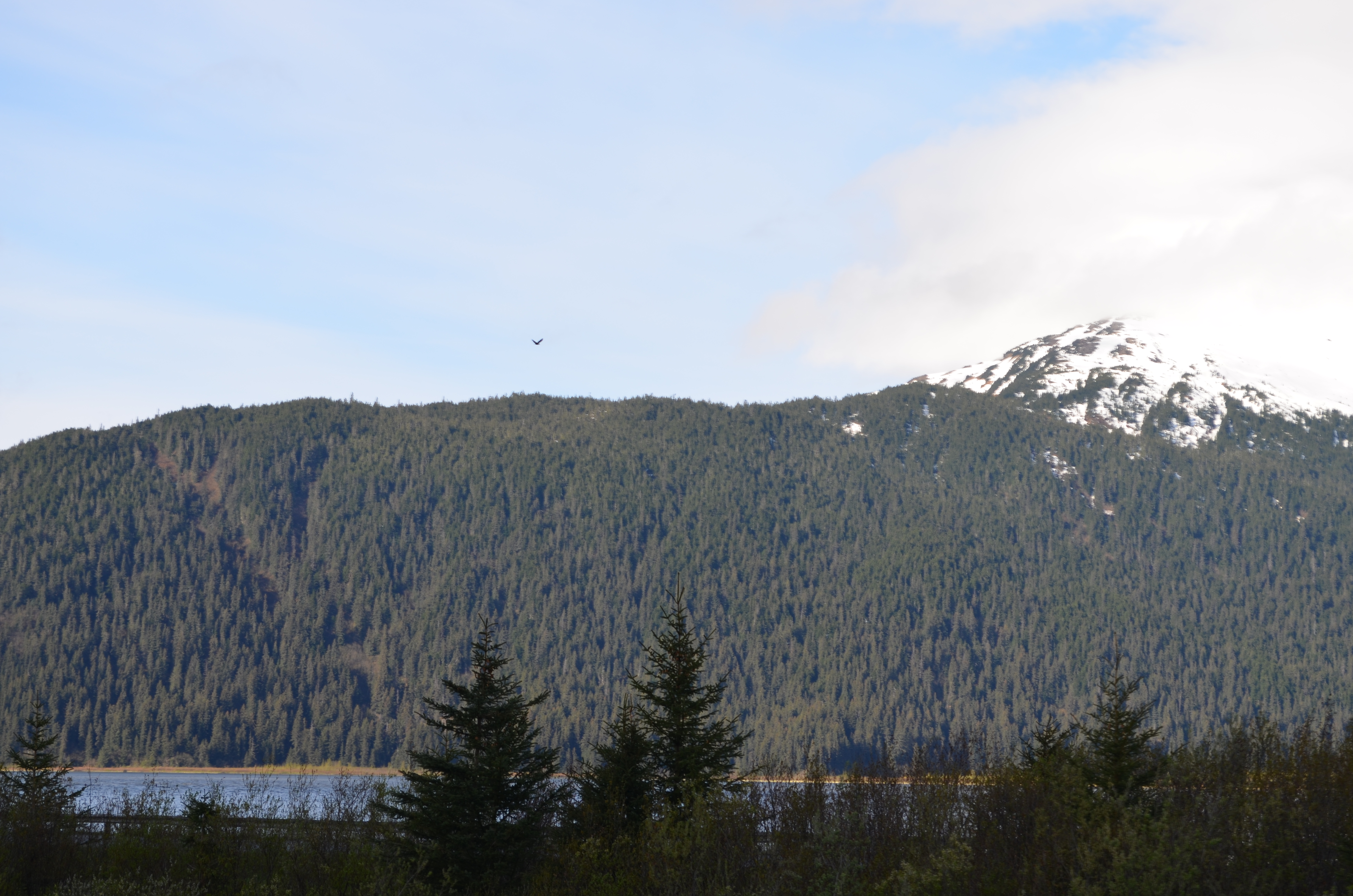 ./2017/08 - Alaska Cruise/05 - Train to Seward/DSC_0484.JPG